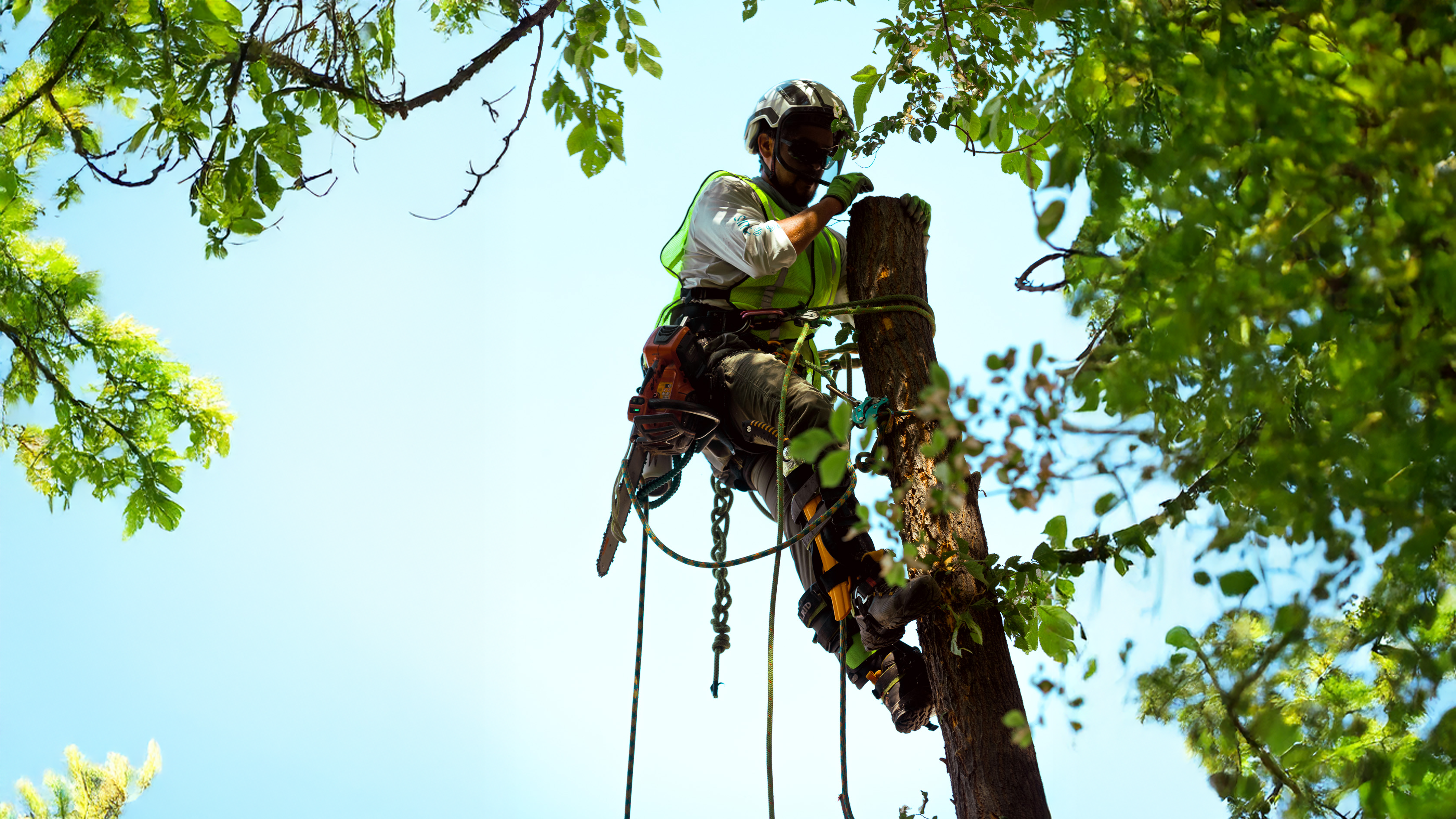 Arborist Wearing Safety Glasses in a Tree